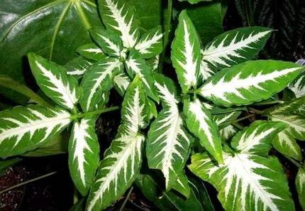 SyngoniumWendlandii4