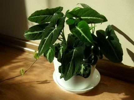 SyngoniumWendlandii5