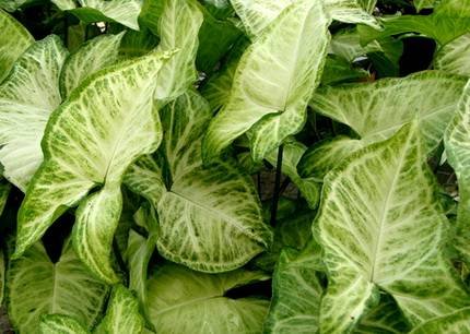 SyngoniumWhiteButterfly1