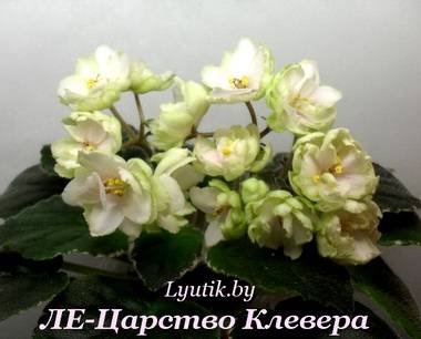 ЦарствоКлевера3