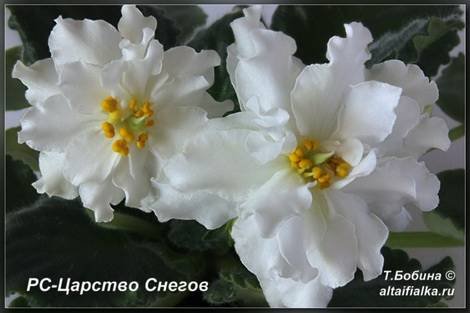 ЦарствоСнегов1
