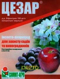 Цезарь