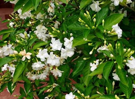 TabernaemontanaCoronaria