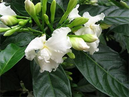 TabernaemontanaDivaricata