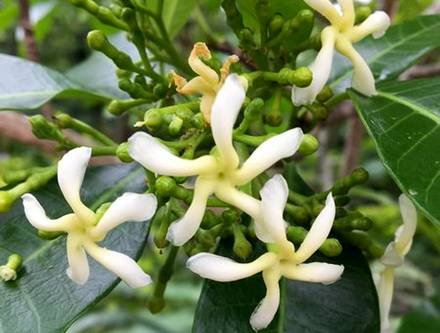 TabernaemontanaElegans