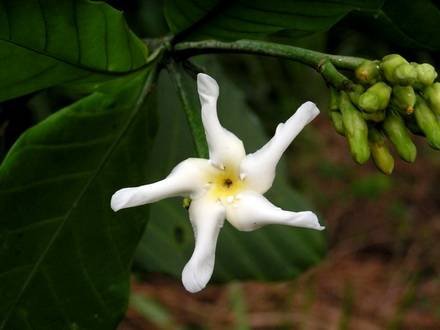 TabernaemontanaPachysiphon