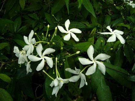 TabernaemontanaSananho