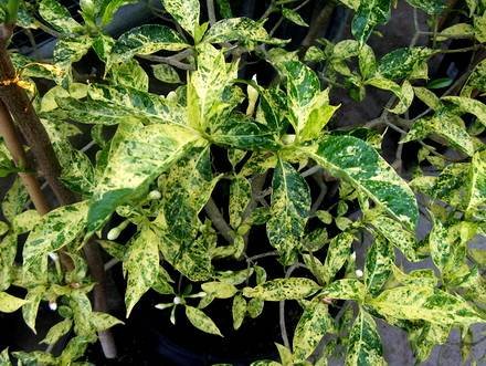 TabernaemontanaVariegata