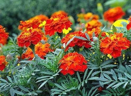 Tagetes1