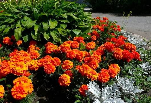 Tagetes10