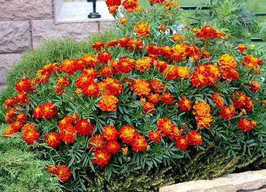Tagetes11
