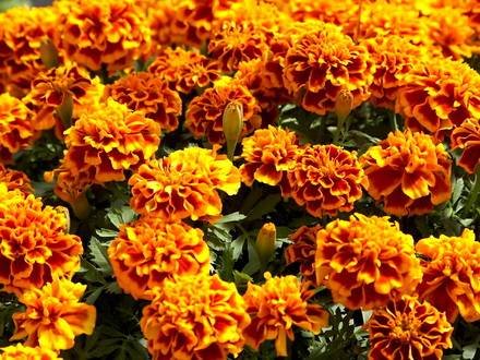 Tagetes2