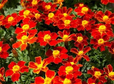 Tagetes3