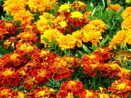 Tagetes33