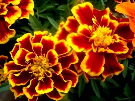 Tagetes4