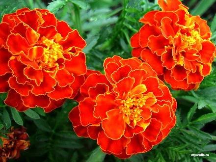 Tagetes5