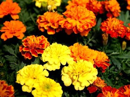 Tagetes6