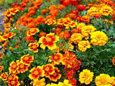 Tagetes7