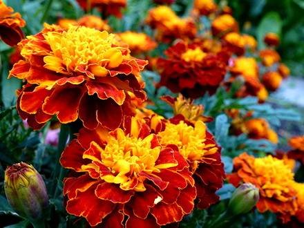 Tagetes8