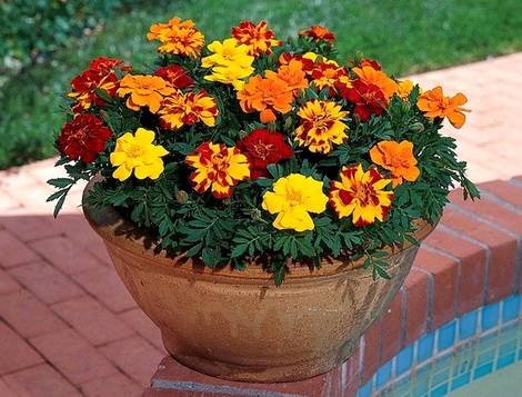 Tagetes9