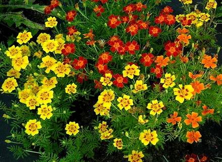 TagetesTenuifolia1