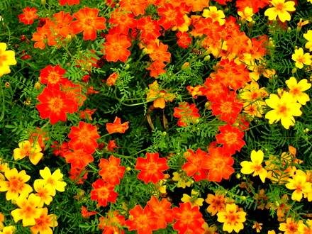 TagetesTenuifolia2