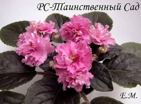 ТаинственныйСад1