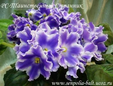 ТаинственныйСтранник5