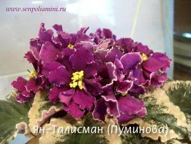 Талисман8