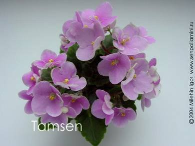 Tamsen5