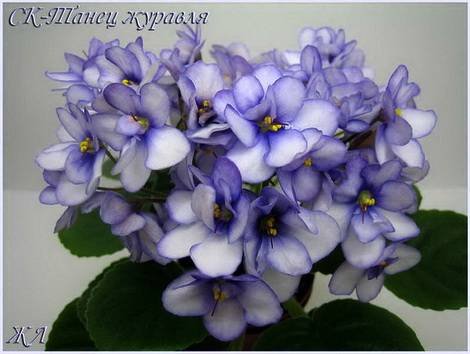 ТанецЖуравля1