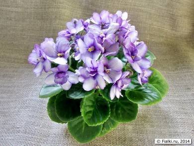 ТанецЖуравля3