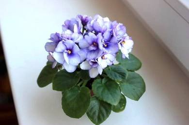 ТанецЖуравля4