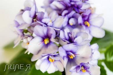 ТанецЖуравля5