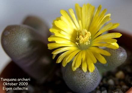 TanquanaArcheri1