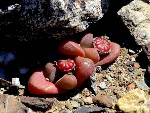 TanquanaArcheri2