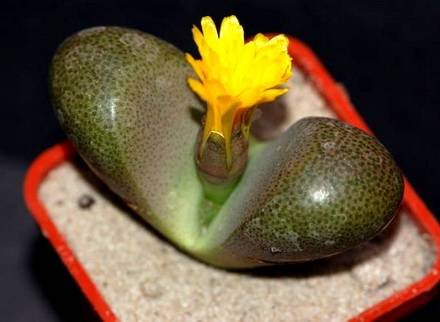 TanquanaHilmarii1