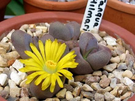 TanquanaHilmarii2