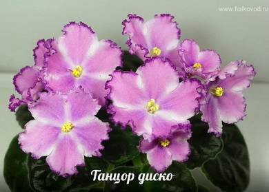 ТанцорДиско4