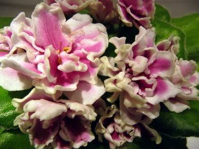 Танцовщица2