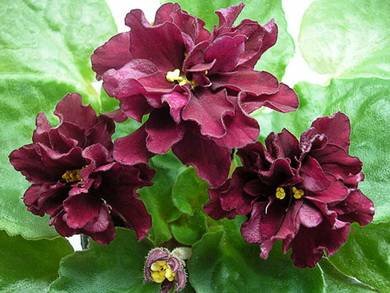 ТанцующееПламя4