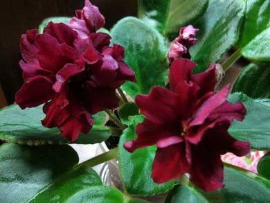 ТанцующееПламя5