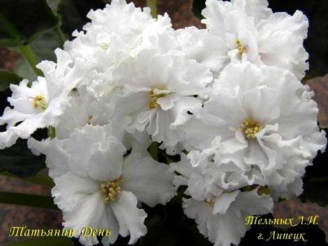 ТатьянинДень1