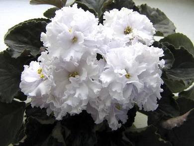 ТатьянинДень2