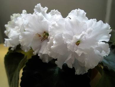 ТатьянинДень4