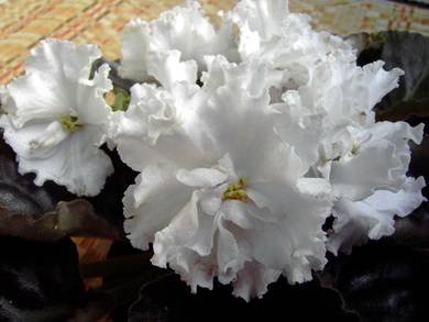 ТатьянинДень5