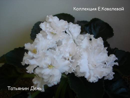 ТатьянинДень6