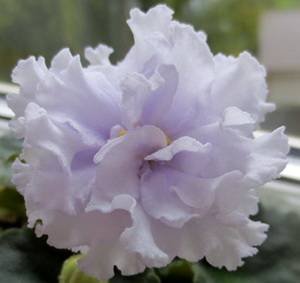 ТатьянинДень9