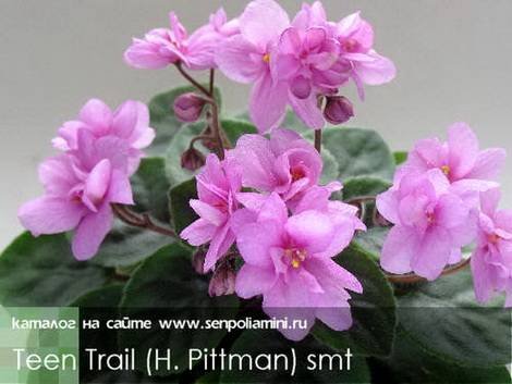 TeenTrail1