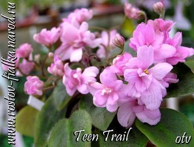 TeenTrail4